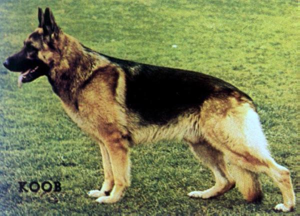 Gundo vom Klosterbogen | German Shepherd Dog 