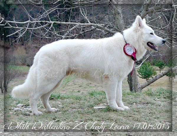 White Wallentino Z Chaty Leona | White Swiss Shepherd Dog 