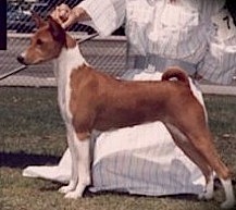 Jasiri-Sukari Jess Be-Kaus | Basenji 