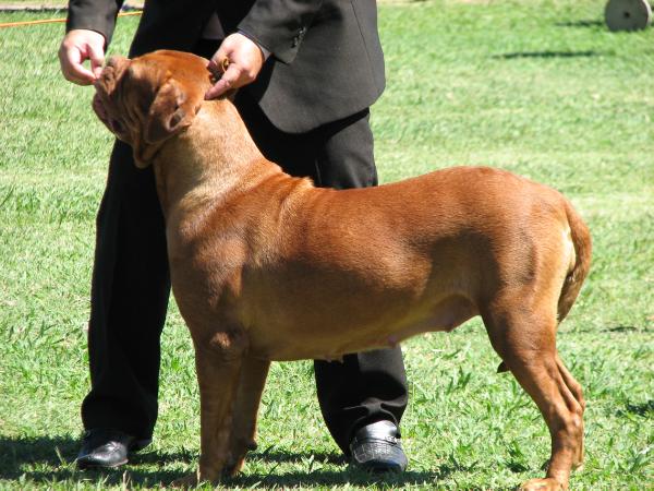 Malbec Frteresse Rouge | Dogue de Bordeaux 