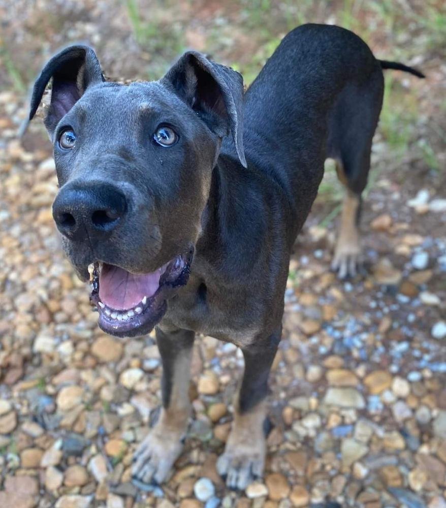 Howard's Rufus | Great Dane 
