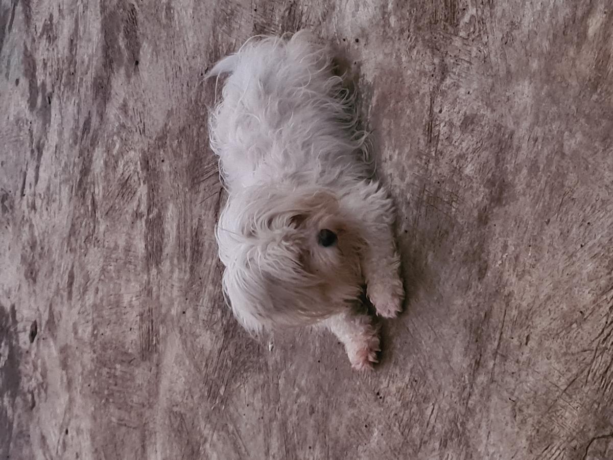 Shiva Bella | Lhasa Apso 