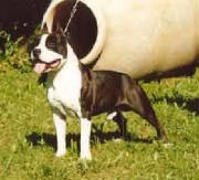 Mr Yohnny By Choice Steel | American Staffordshire Terrier 