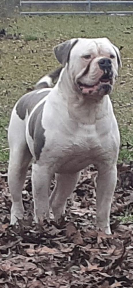 Forbidden Blue Of DTB | American Bulldog 