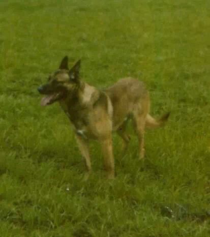 Father Nico | Belgian Malinois 