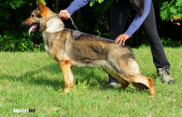 Magda von Scammacca | German Shepherd Dog 