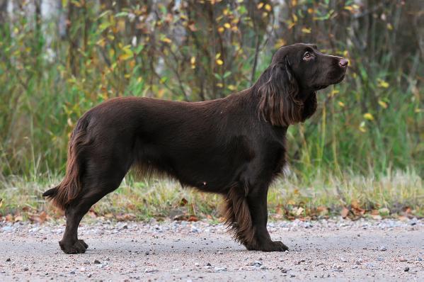 Icemint Kultakimpale | Field Spaniel 