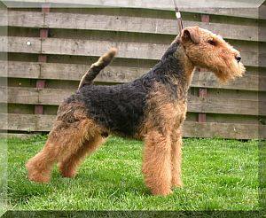 Bill of the New Husken | Welsh Terrier 