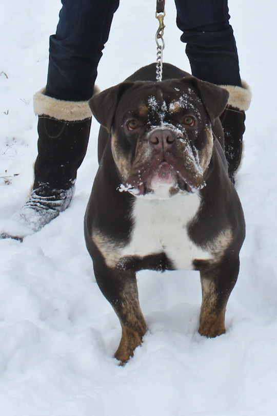 Vega's Versanti | Olde English Bulldogge 