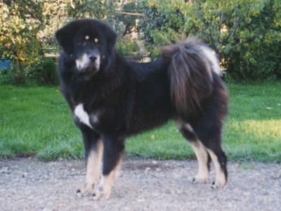 Annabell Strazce z Tibetu | Tibetan Mastiff 