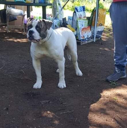 Danibull's Dux | American Bulldog 