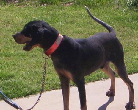Wolverton's Southern Blue Boomer | Bluetick Coonhound 