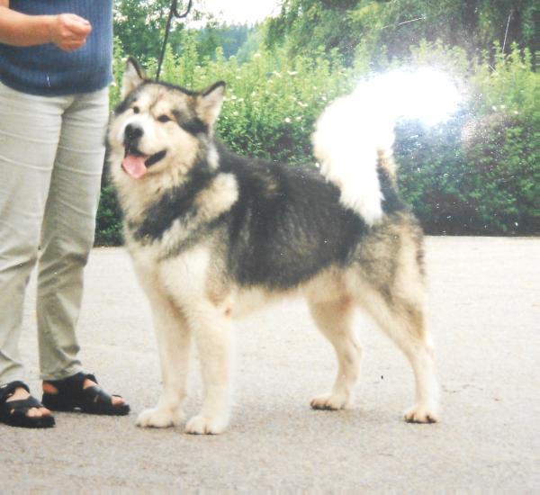 Kanjuk | Alaskan Malamute 