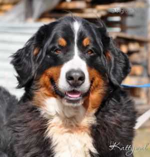 Afina Pallada | Bernese Mountain Dog 