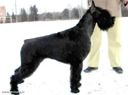 Star Dream Kassiopea | Giant Schnauzer 