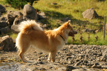 Snjófells Embla | Icelandic Sheepdog 