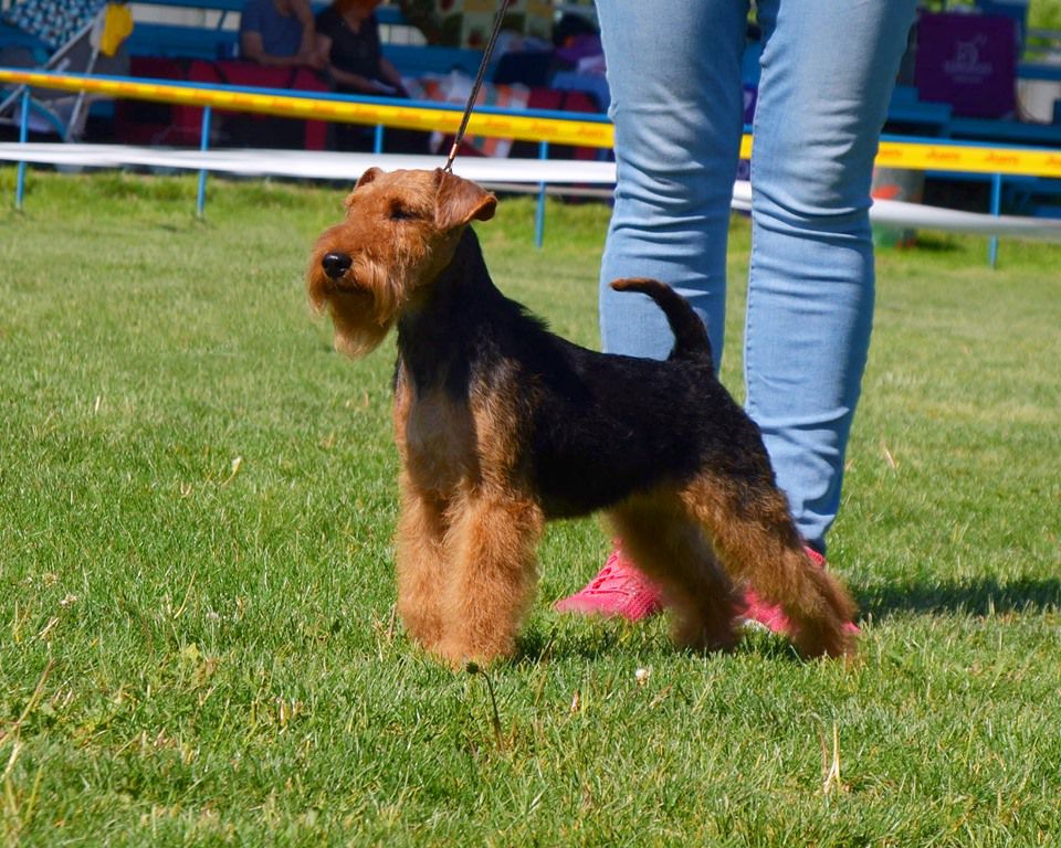 Terramarina Jordan Fox | Welsh Terrier 