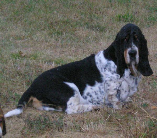 colombine du clos veilleux | Basset Hound 