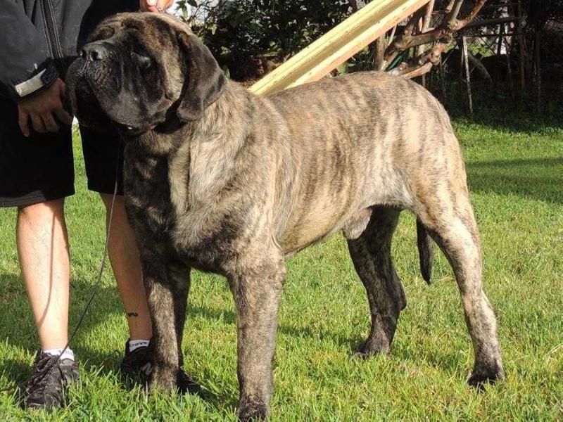 ZETHRO JR (GUTIERREZ) | Mastiff 