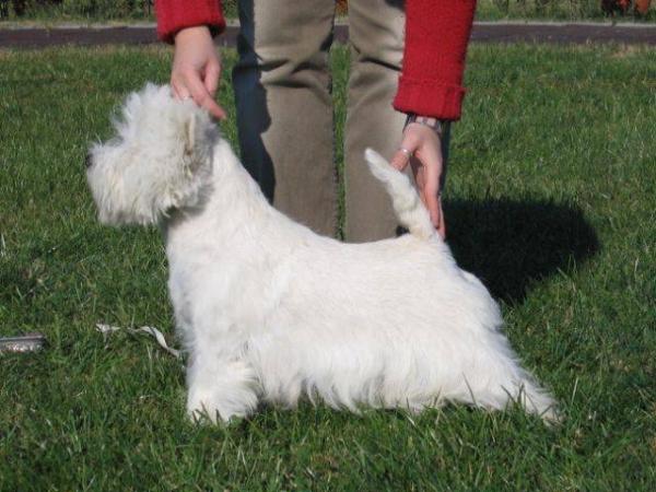 Right to the Top of Surprise | West Highland White Terrier 