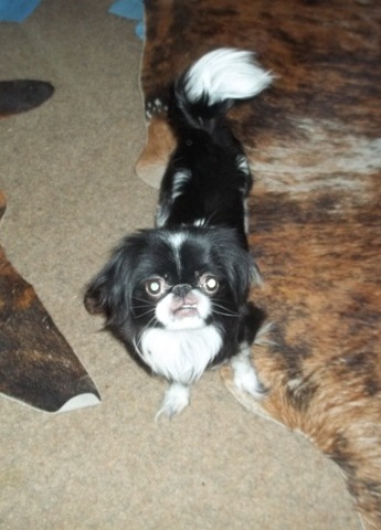 Everette's Prissy Gal | Japanese Chin 