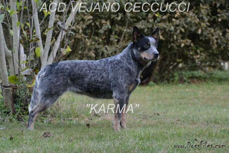 DAKEEDOOWHATAKARMA | Australian Cattle Dog 