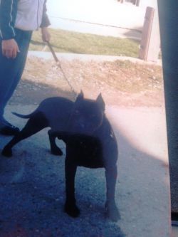 ACO'S SIMBA | American Pit Bull Terrier 