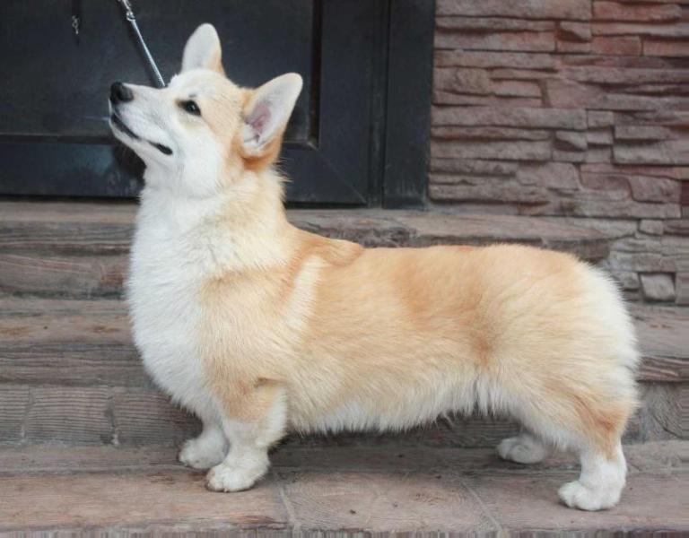 Dragonjoy Texas Ranger | Pembroke Welsh Corgi 