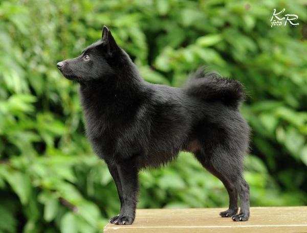 RIP Bergerac de Hu | Schipperke 