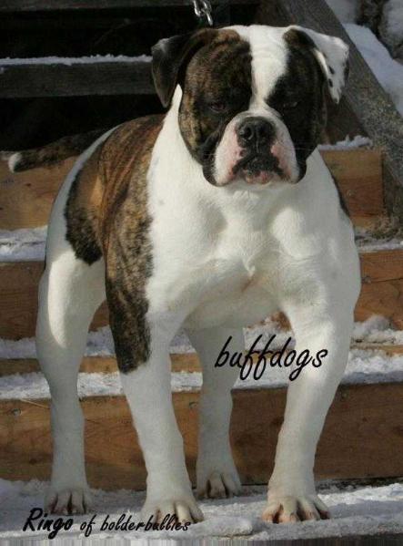 Ringo of Bolder Bullies | Olde English Bulldogge 