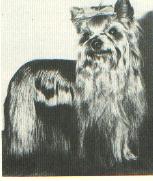 Blairsville Aristocrat | Yorkshire Terrier 