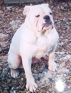 Alubull'S Earth Angle | Olde English Bulldogge 