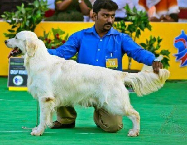 Eternal dreamer de zelkova | Golden Retriever 