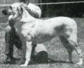 Hisar Hareli | Anatolian Shepherd Dog 