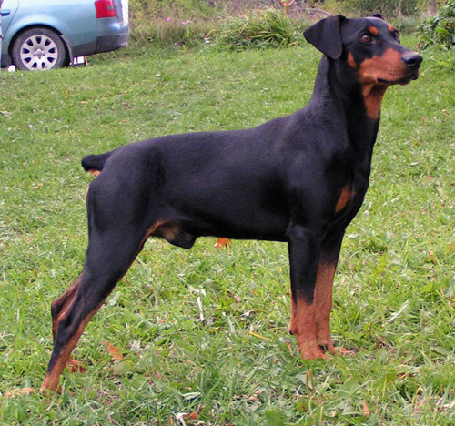 Kaitler INVOKING CHARM | German Pinscher 