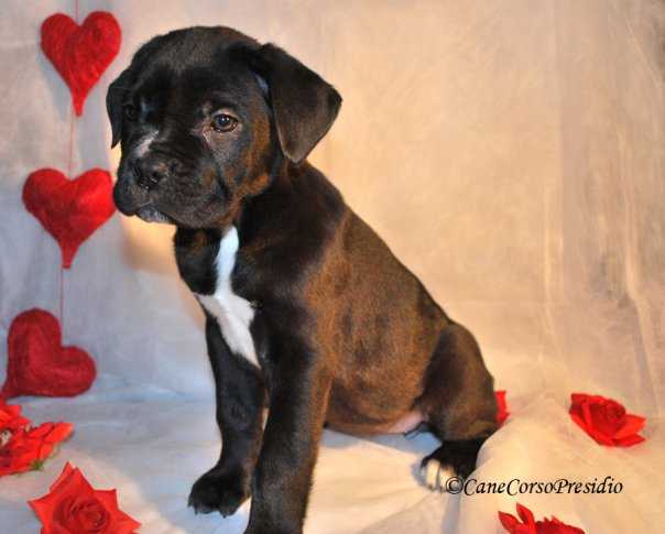 PRESIDIO'S Etna | Cane Corso 