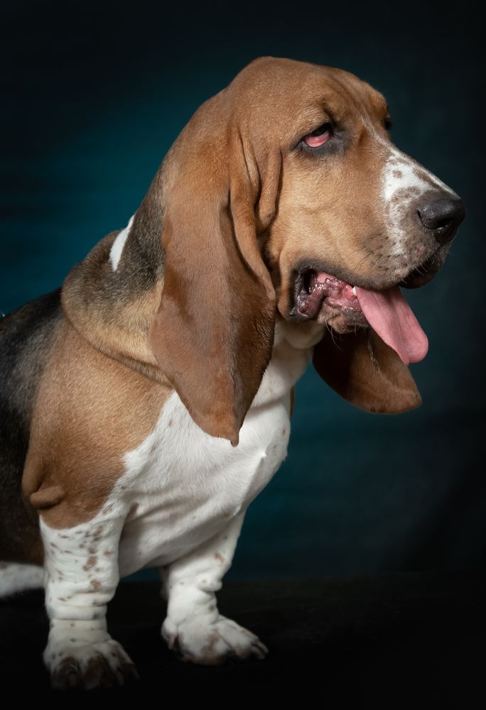 MECHTA VSEY ZHIZHNI ZHAKLIN FERNANDES | Basset Hound 