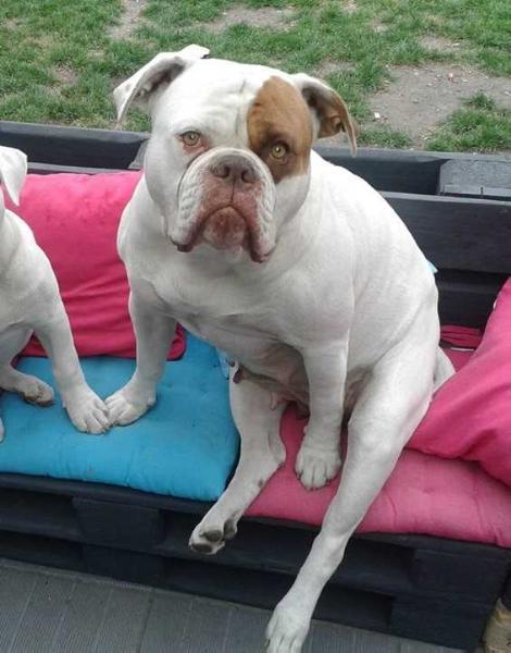 Deraedt's Julia | American Bulldog 