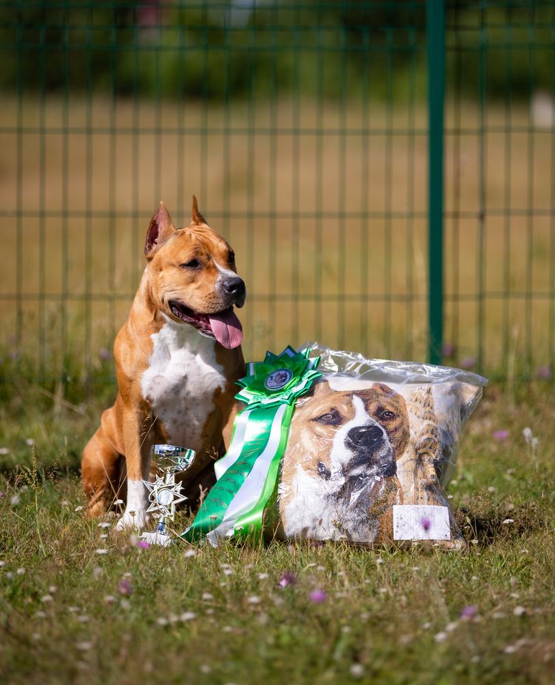 LUNA S KAZANSKOI STORONY | American Staffordshire Terrier 