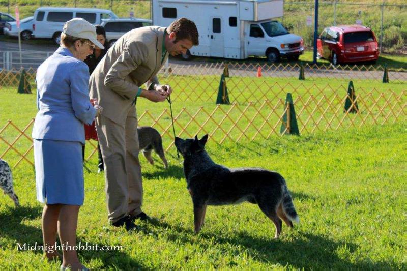 Bring It On's Just Comes Natural | Australian Cattle Dog 