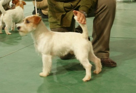 Mimiaugello dei diavoletti della brianza | Jack Russell Terrier 