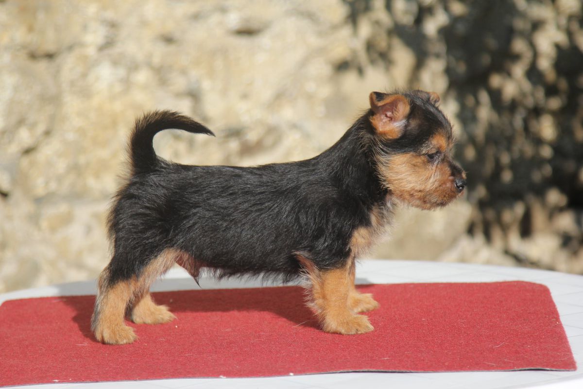 Fenrir iz Zvezdnogo Grafstva | Australian Terrier 