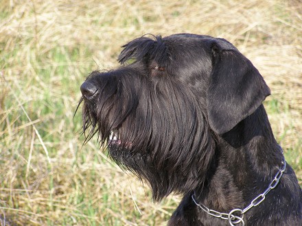 Carlo vom Delv | Giant Schnauzer 