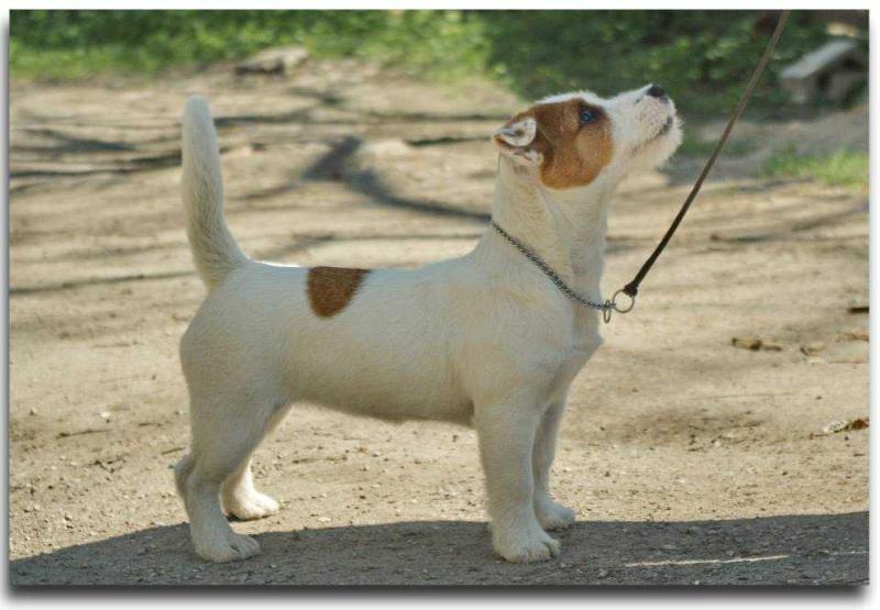 EKSA ISTIKIMAS SUO | Jack Russell Terrier 