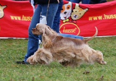 Valery courage grand deluxe | American Cocker Spaniel 