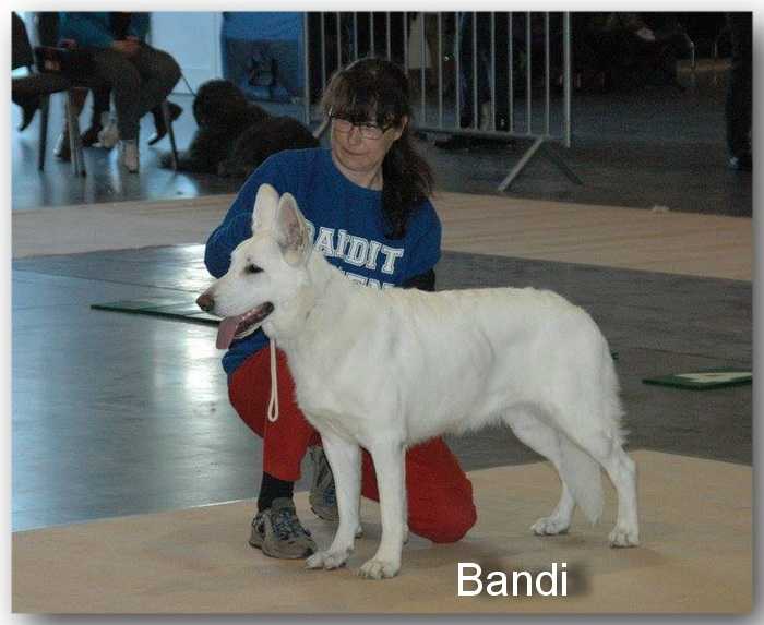 Bandit Queen Dzika Banda | White Swiss Shepherd Dog 