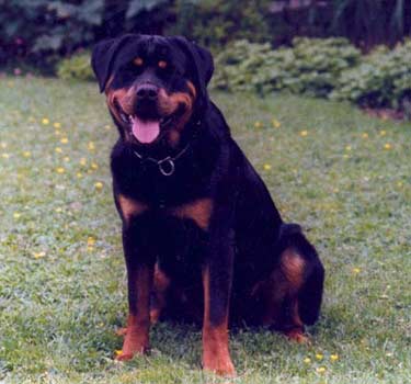 Cleo vom Spokenkieker | Rottweiler 