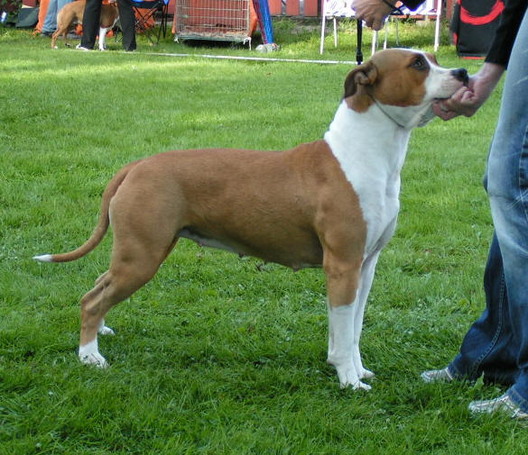 Bringemo Fame and Fortune | American Staffordshire Terrier 