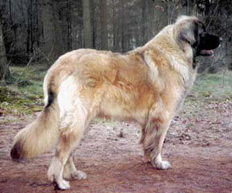 Signora Bunty Nato del Amore | Leonberger 