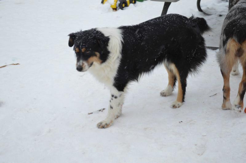Shiloh XIV | Australian Shepherd 